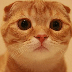 老王加速器在哪里下载